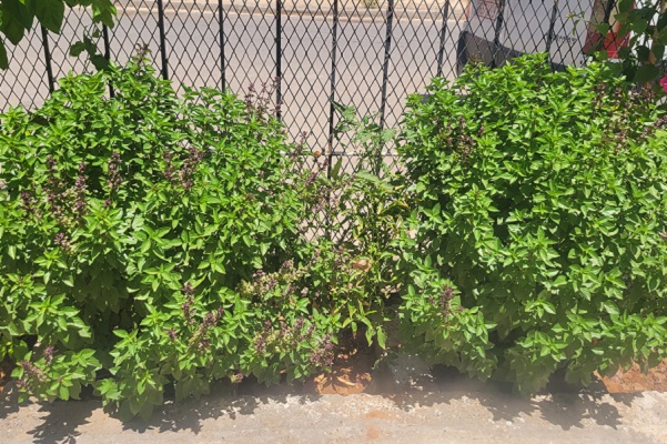 الريحان 