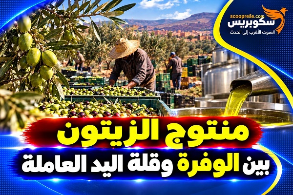 منتوج الزيتون بين الوفرة وقلة اليد العاملة