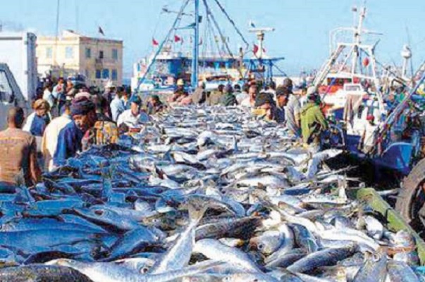 طانطان / انتعاش غير مسبوق في أنشطة الصيد الساحلي والتقليدي بميناء الوطية